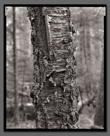 Gary Green Maine Trees