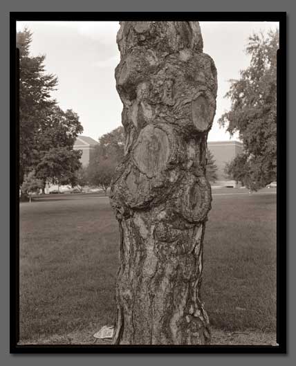 Gary Green Maine Trees